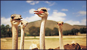 images: puzzled ostriches